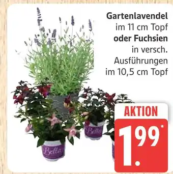 Marktkauf Gartenlavendel Angebot