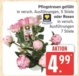 Marktkauf Herzstücke pfingstrosen gefüllt Angebot