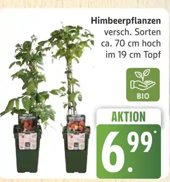 Marktkauf Bio himbeerpflanzen Angebot