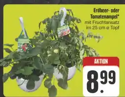 E-Center Erdbeerampel Angebot