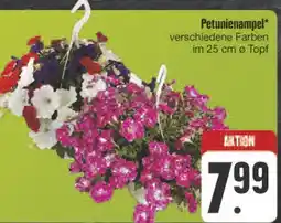 E-Center Petunienampel Angebot