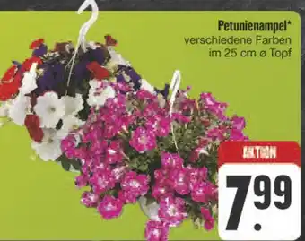 E-Center Petunienampel Angebot