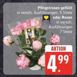 Edeka Pfingstrosen oder Rosen Angebot