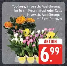 Edeka Topfrose oder Calla Angebot