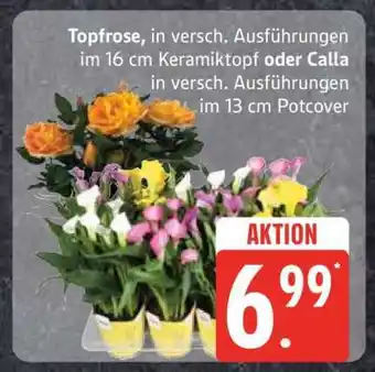 Edeka Topfrose oder Calla Angebot