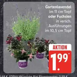 Edeka Gartenlavendel oder Fuchsien Angebot
