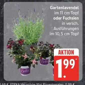 Edeka Gartenlavendel oder Fuchsien Angebot