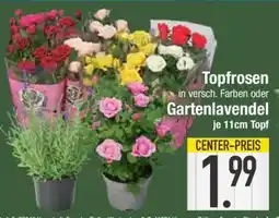 Edeka Topfrosen oder Gartenlavendel Angebot