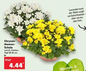Kaufland Chrysanthemen­ schale Angebot