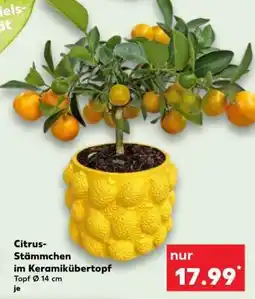 Kaufland Citrus-Stämmchen im Keramikübertopf Angebot