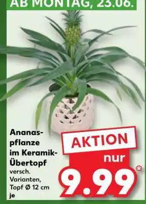 Kaufland Ananaspflanze im Keramik-Übertopf Angebot