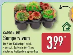 Aldi Nord Sempervivum Angebot