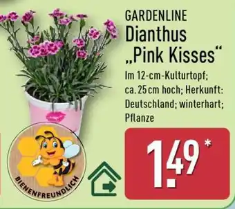 Aldi Nord GARDENLINE Dianthus „Pink Kisses“ Angebot