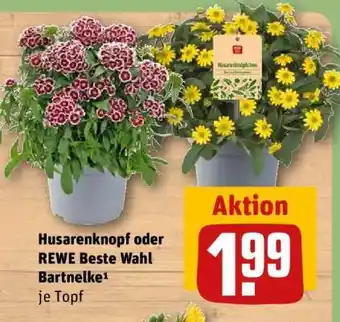 REWE Husarenknopf oder REWE Beste Wahl Bartnelke Angebot