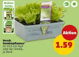 PENNY Versch. Gemüsepflanzen Angebot