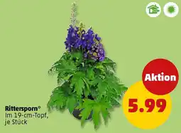 PENNY Rittersporn Angebot