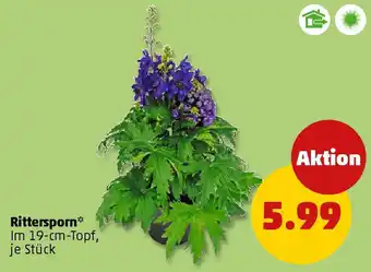 PENNY Rittersporn Angebot