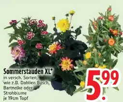Edeka Sommerstauden XL Angebot