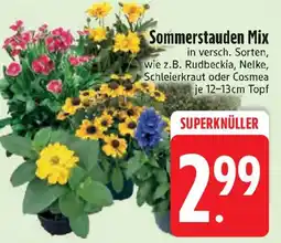 Edeka Sommerstauden Mix Angebot