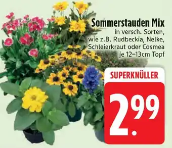 Edeka Sommerstauden Mix Angebot