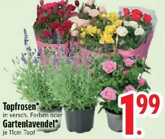 Edeka Topfrosen oder Gartenlavendel Angebot