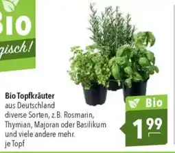 CITTI Markt Bio Topfkräuter Angebot