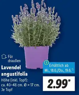 Lidl Lavendel angustifolia Angebot