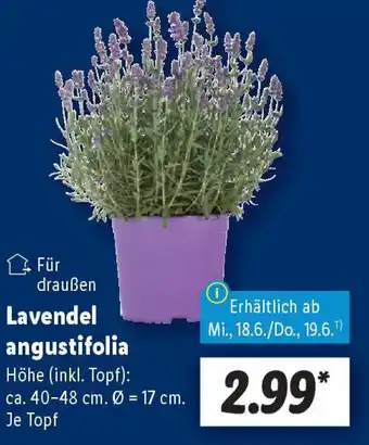 Lidl Lavendel angustifolia Angebot