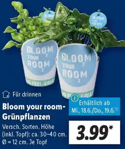 Lidl Bloom your room- Grünpflanzen Angebot