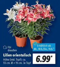 Lidl Lilien orientalisch Angebot
