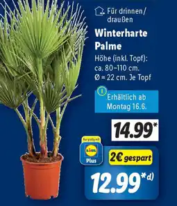 Lidl Winterharte Palme Angebot