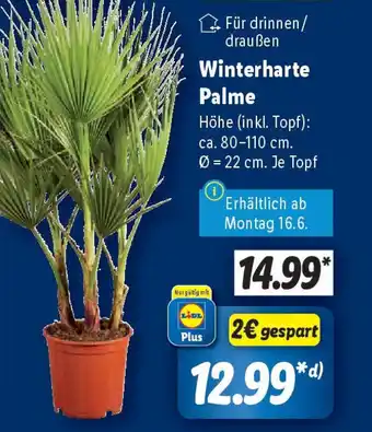 Lidl Winterharte Palme Angebot