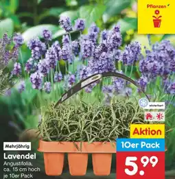 Netto Marken-Discount Lavendel Angebot