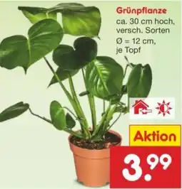 Netto Marken-Discount Grünpflanze Angebot