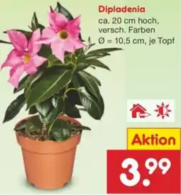 Netto Marken-Discount Dipladenia Angebot