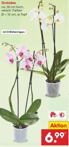 Netto Marken-Discount Orchidee Angebot
