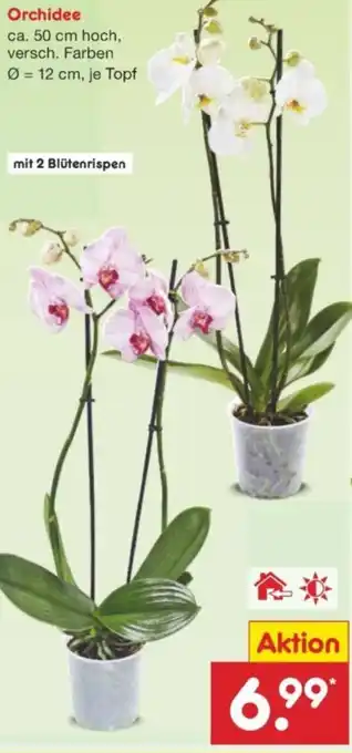 Netto Marken-Discount Orchidee Angebot