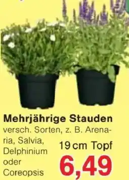 Jawoll Mehrjährige Stauden Angebot