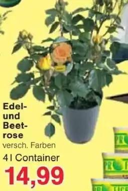 Jawoll Edel- und Beetrose Angebot