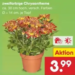 Netto Marken-Discount zweifarbige Chrysantheme Angebot