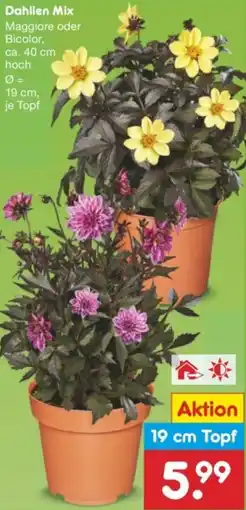 Netto Marken-Discount Dahlien Mix Angebot