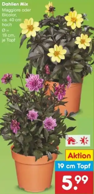 Netto Marken-Discount Dahlien Mix Angebot