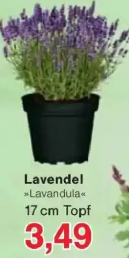 Jawoll Lavendel Angebot