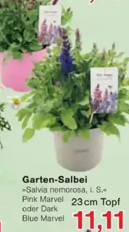 Jawoll Garten-Salbei Angebot
