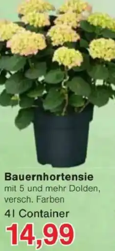 Jawoll Bauernhortensie Angebot