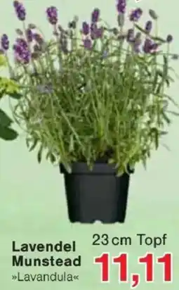 Jawoll Lavendel Munstead Angebot