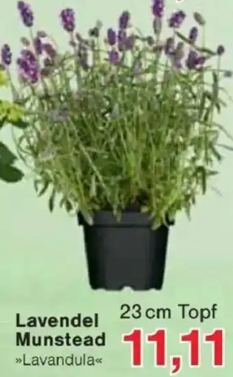 Jawoll Lavendel Munstead Angebot