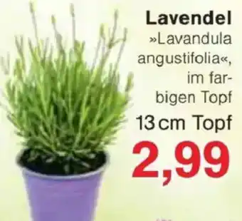 Jawoll Lavendel Angebot