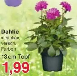 Jawoll Dahlie Angebot