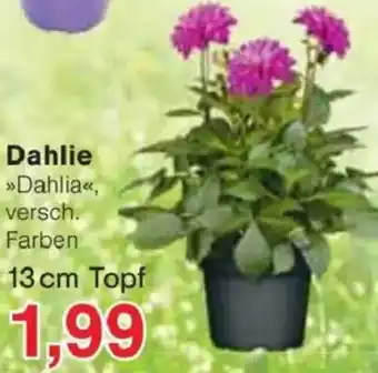 Jawoll Dahlie Angebot